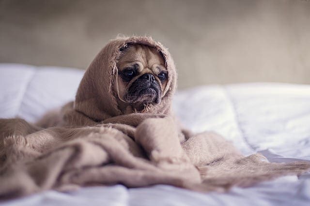 wake up little pug wrapped in a blanket on a bed