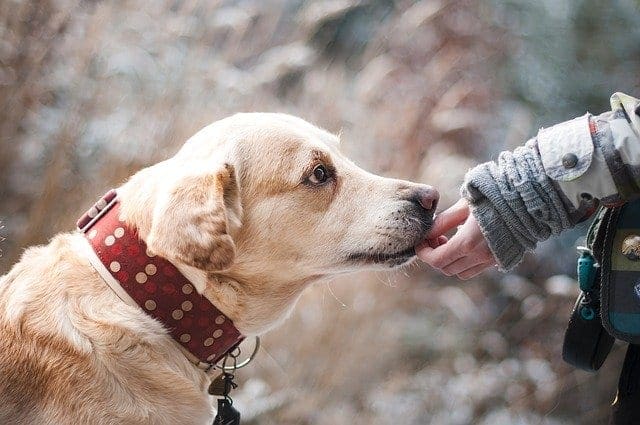 White lab with red color carefully eating food from a childs hand